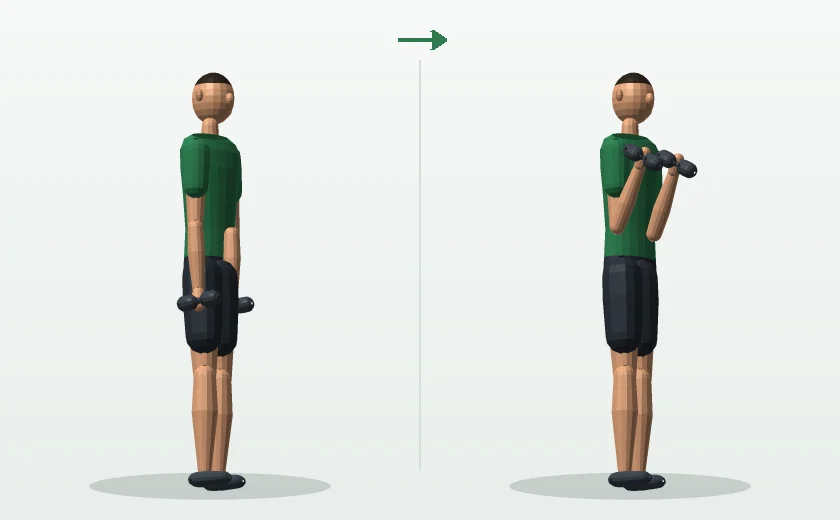 Dumbbell biceps curl exercise, start and finish position, demonstrated by a male 3D model